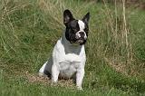 BOULEDOGUE FRANCAIS 530